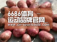 产品展示标题5(图1)